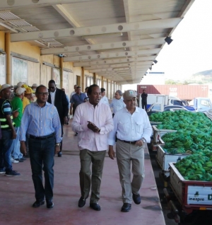 MERCA SD SE UNE A MINISTERIO DE AGRICULTURA E INESPRE EN PROGRAMA DE VENTAS DE PLATANOS Y GUINEOS EN BARRRIOS DE SANTO DOMINGO
