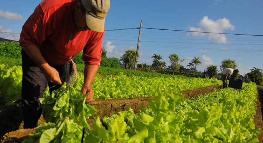 MERCADOM y MSD Felicita al Agricultor Dominicano